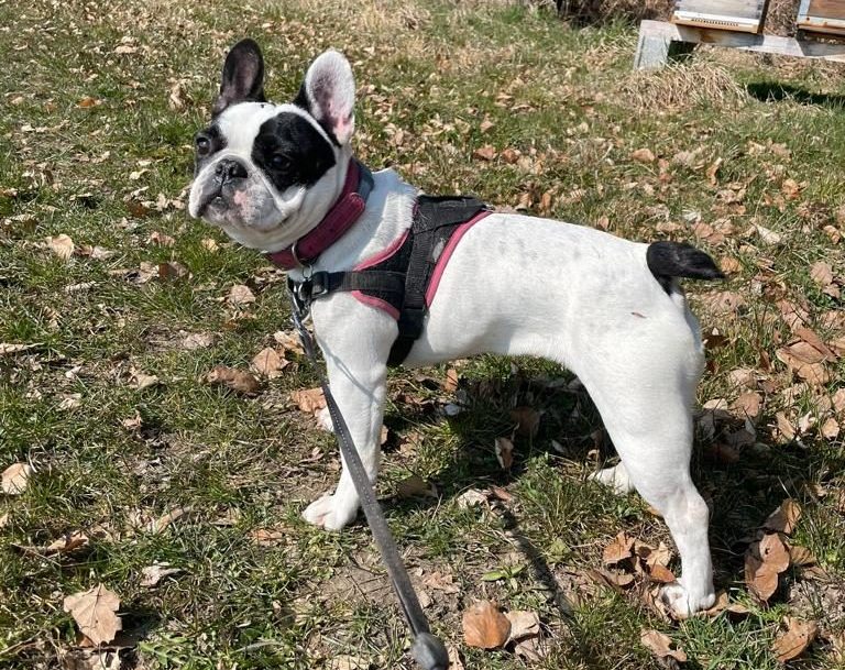 Maya